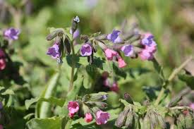 Attēlu rezultāti vaicājumam “Pulmonaria obscura leaf”