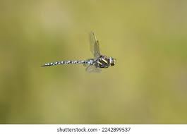 Attēlu rezultāti vaicājumam “Aeshna juncea male”