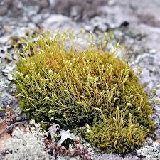 Attēlu rezultāti vaicājumam “Cynodontium strumiferum”