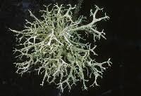 Attēlu rezultāti vaicājumam “Evernia mesomorpha”