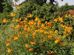 Image result for Trollblume