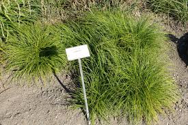 Attēlu rezultāti vaicājumam “Carex montana”