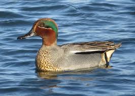 Attēlu rezultāti vaicājumam “Anas crecca”