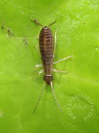 Attēlu rezultāti vaicājumam “Forficula auricularia”