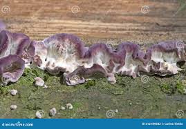 Attēlu rezultāti vaicājumam “Chondrostereum purpureum”