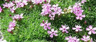 Image result for Silene schafta