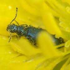 Attēlu rezultāti vaicājumam “Dasytes sp.”