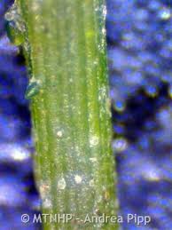 Attēlu rezultāti vaicājumam “Chara aspera”