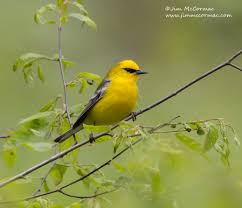 Image result for Vermivora peregrina