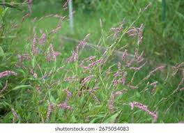 Attēlu rezultāti vaicājumam “Polygonaceae”