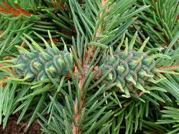 Attēlu rezultāti vaicājumam “Sacchiphantes abietis”