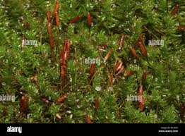 Attēlu rezultāti vaicājumam “Anomodon”