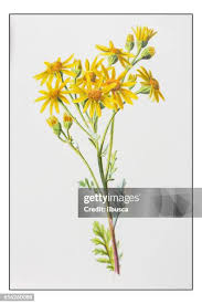 Attēlu rezultāti vaicājumam “Jacobaea vulgaris flower”