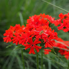 Attēlu rezultāti vaicājumam “Silene chalcedonica flower”