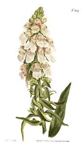 Image result for Digitalis lanata