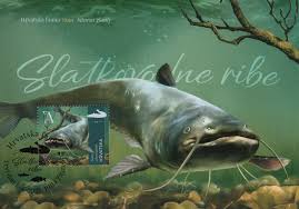 Image result for Silurus glanis