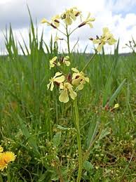 Attēlu rezultāti vaicājumam “Raphanus raphanistrum”