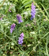 Attēlu rezultāti vaicājumam “Vicia cracca leaf”