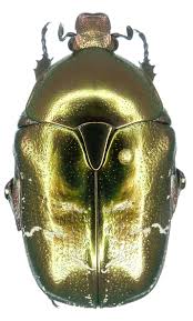 Attēlu rezultāti vaicājumam “Potosia cuprea”