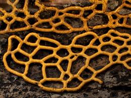 Attēlu rezultāti vaicājumam “Hemitrichia serpula macro”