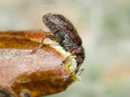 Attēlu rezultāti vaicājumam “Anthonomus pomorum”