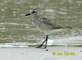 Attēlu rezultāti vaicājumam “Pluvialis squatarola”