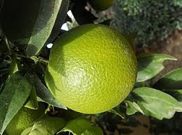 Attēlu rezultāti vaicājumam “Juglans x sinensis fruit”