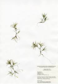 Attēlu rezultāti vaicājumam “Najas minor”