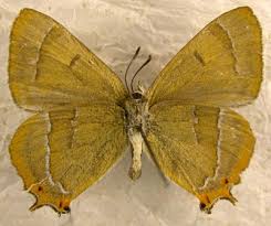 Attēlu rezultāti vaicājumam “Thecla betulae male”