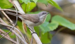 Attēlu rezultāti vaicājumam “Sylvia curruca”