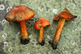 Attēlu rezultāti vaicājumam “Hygrocybe pseudoconica”