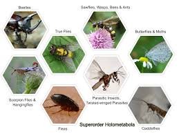 Attēlu rezultāti vaicājumam “Agonopterix hypericella imago”