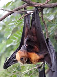 Attēlu rezultāti vaicājumam “Chiroptera”