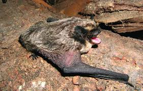 Attēlu rezultāti vaicājumam “Vespertilio murinus”