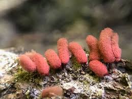 Attēlu rezultāti vaicājumam “Arcyria incarnata”