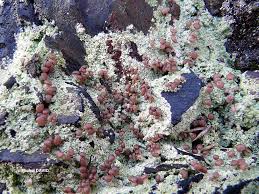 Attēlu rezultāti vaicājumam “Baeomyces rufus”