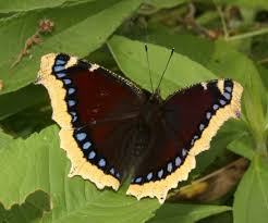 Attēlu rezultāti vaicājumam “Nymphalis antiopa upperside”