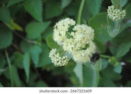 Attēlu rezultāti vaicājumam “Hylotelephium maximum flower”