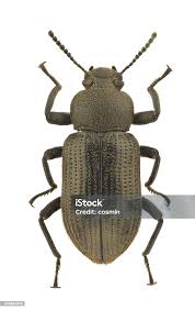 Attēlu rezultāti vaicājumam “Tenebrionidae”