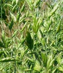 Attēlu rezultāti vaicājumam “Bromus secalinus”