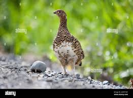 Image result for Lagopus lagopus