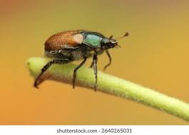 Attēlu rezultāti vaicājumam “Phyllopertha horticola”