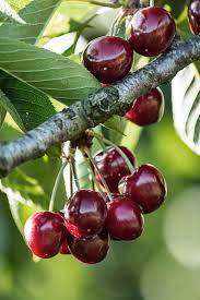 Attēlu rezultāti vaicājumam “Cerasus fruit”