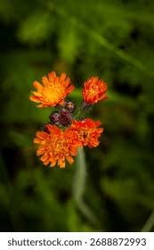 Attēlu rezultāti vaicājumam “Pilosella aurantiaca”
