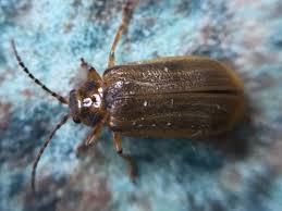 Attēlu rezultāti vaicājumam “Galerucella nymphaeae”