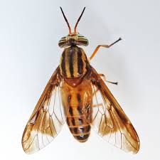 Attēlu rezultāti vaicājumam “Chrysops”