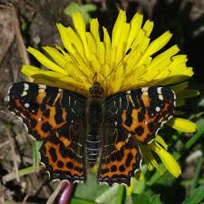 Attēlu rezultāti vaicājumam “Araschnia levana”