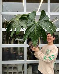 Attēlu rezultāti vaicājumam “Bryum funkii macro”