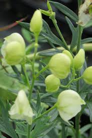 Attēlu rezultāti vaicājumam “Aconitum napellus bud”