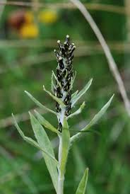 Attēlu rezultāti vaicājumam “Gnaphalium sylvaticum flower”